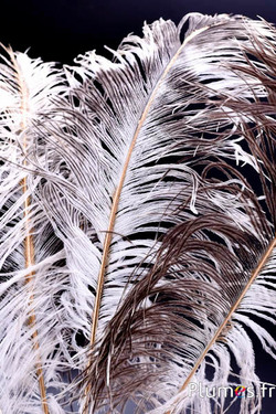 Struisvogel met fijne gouden straal – 38-42 cm – crème grijs natuurlijke